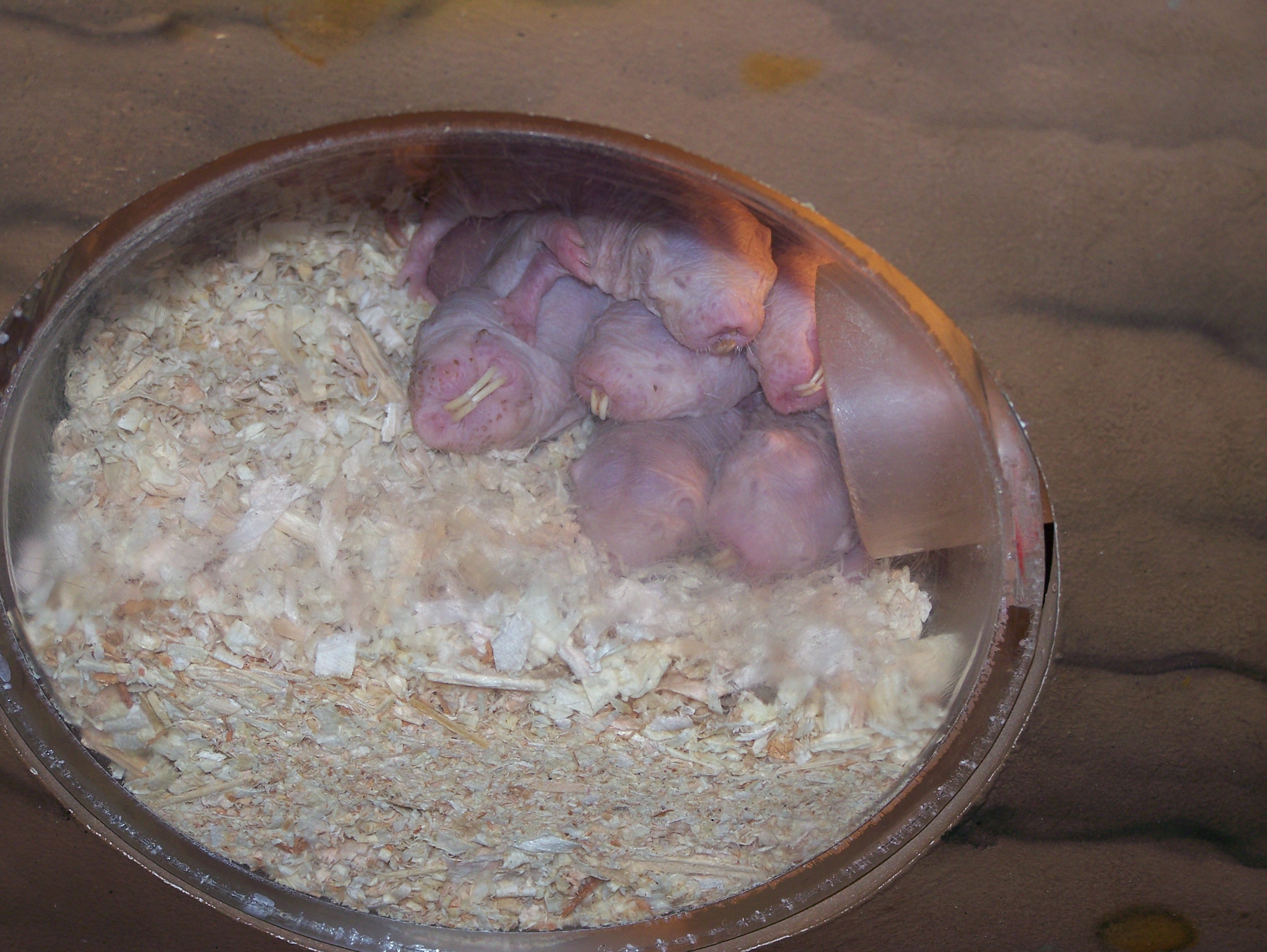 Naked Mole Rats at the St. Louis Zoo
