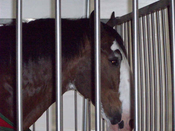 A Clydesdale