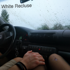 White Recluse